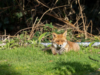 Portrait of fox on field