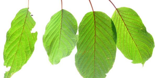 Close-up of leaves against white background