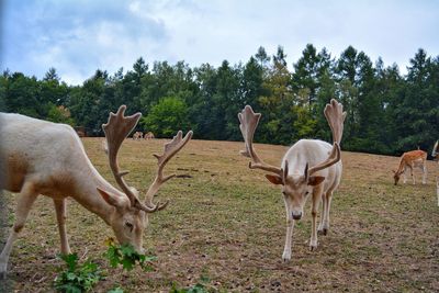 Deer in a field