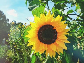 Close-up of sunflower