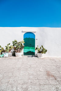 Potted plant on wall against building