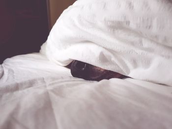 Close-up of white swan on bed