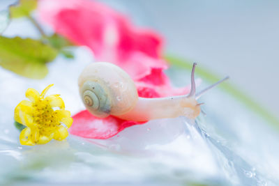 Close-up of snail and flowers on wet umbrella during monsoon