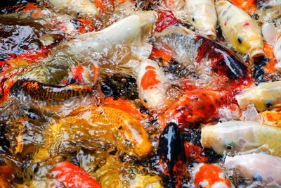 Close-up of koi fish in sea