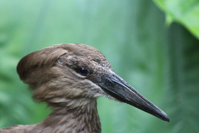 Close-up of hamerkop bird