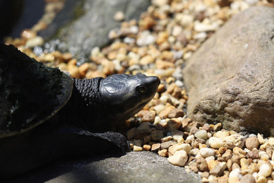 Turtle sunning on the rocks