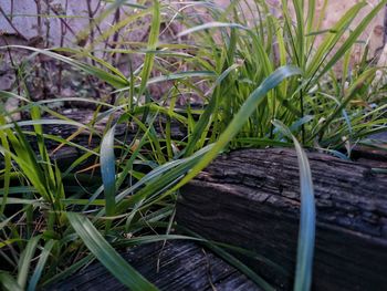 High angle view of plants growing on field