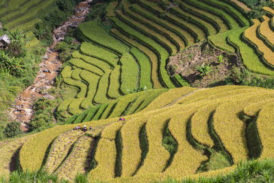 Harvest season of ripe rice on terraced fields in mu cang chai, yen bai, vietnam