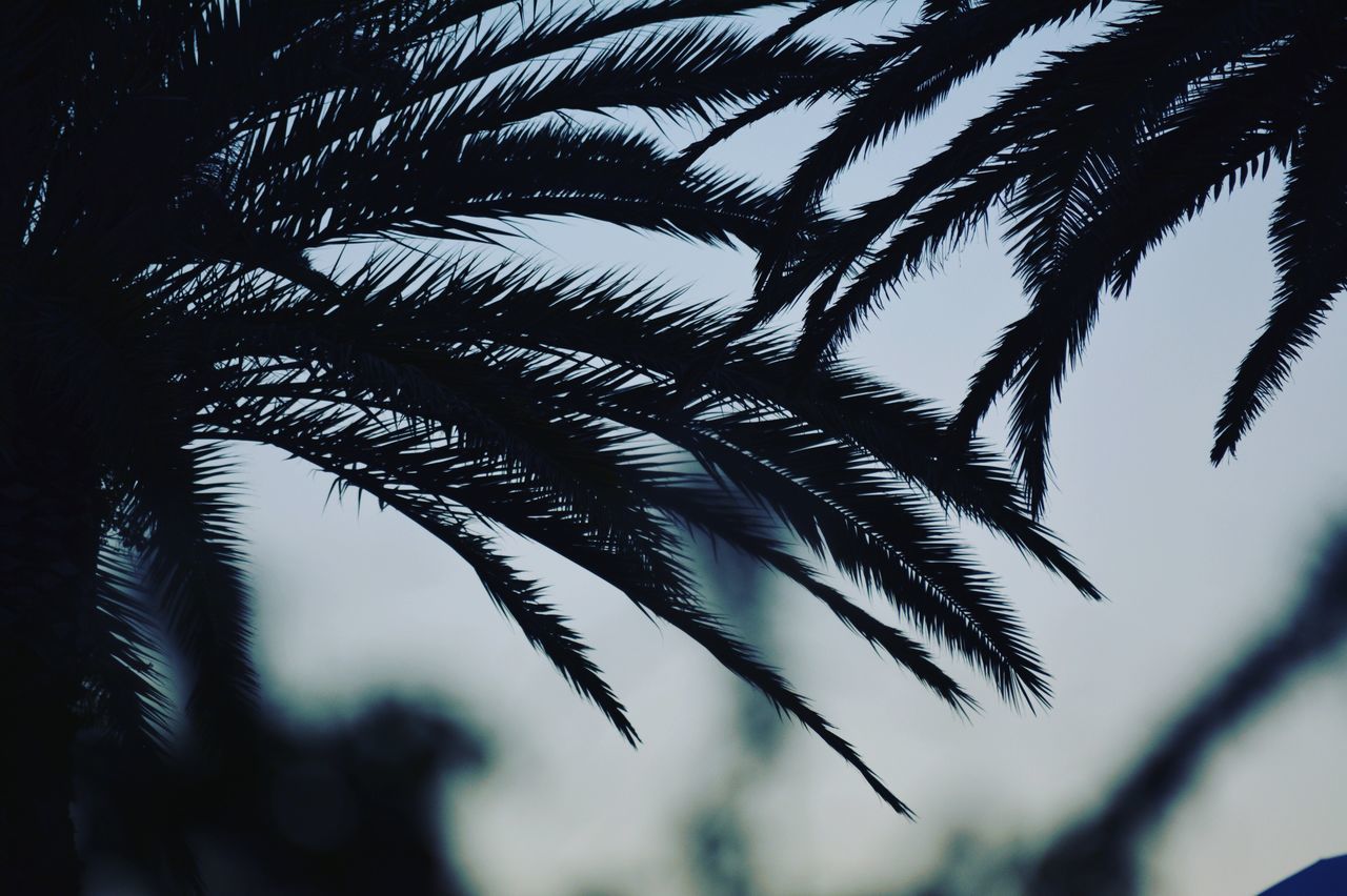 leaf, palm tree, growth, silhouette, nature, branch, tree, close-up, scenics, tree trunk, leaves, tranquility, beauty in nature, focus on foreground, palm leaf, selective focus, outdoors, plant, green color, sky, day, tranquil scene, botany, solitude, non-urban scene, outline, remote, lush foliage, fragility, no people, frond, palm frond