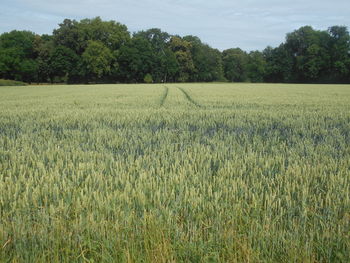 plant