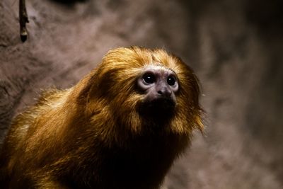 Close-up of monkey looking away