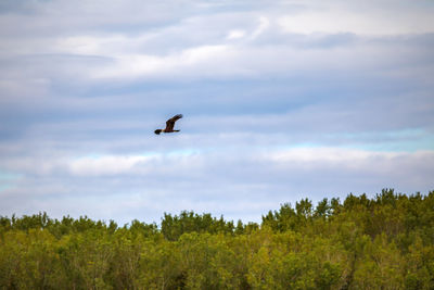 Low angle view of bird flying in sky