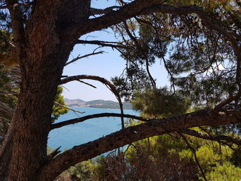 Trees by lake against sky