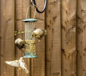 Close-up of birds perching on wooden post