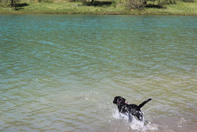 High angle view of dog swimming in lake