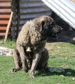 Dog sitting on field