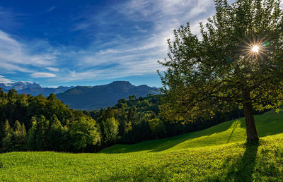 Scenic view of field against sky