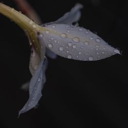 Close-up of raindrops on leaf