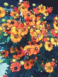 High angle view of yellow flowering plant