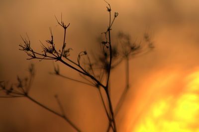 Close-up of silhouette plant against orange sky