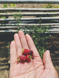 Close-up of hand holding strawberry