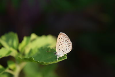 Close-up of butterfly on mushroom