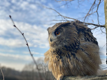Close-up of eagle against sky
