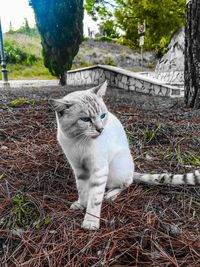 Cat on field