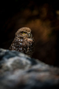 Close-up of bird