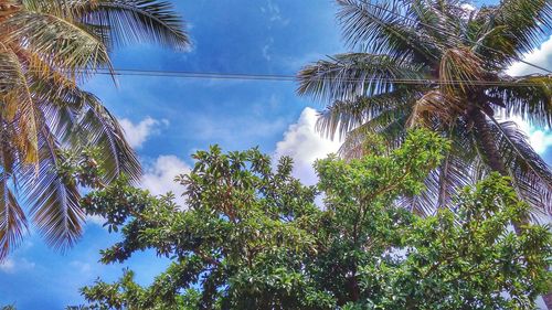 Low angle view of palm trees against sky