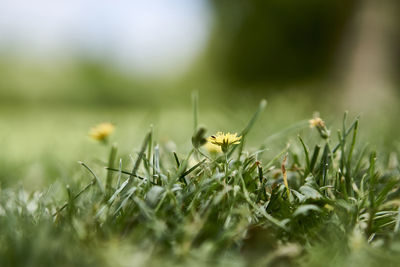 Close-up of insect on grass