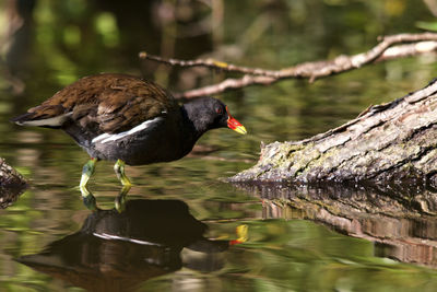 Close-up of moorhen on lake