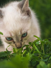 Close-up of a cat