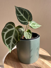 Close-up of potted plant on table