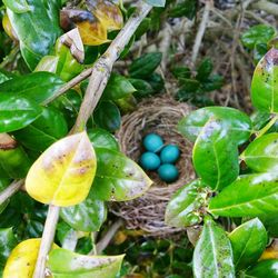 Close-up of bird's nest