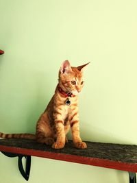 Portrait of cat sitting on seat against wall