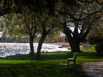 Trees by lake