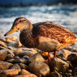 Close-up of duck on rock at beach