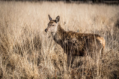 Portrait of horse on field