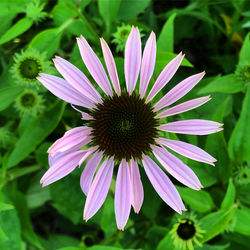 Close-up of purple flower