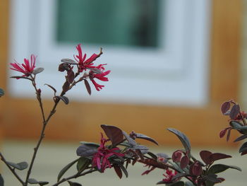 Close-up of flowering plant at home