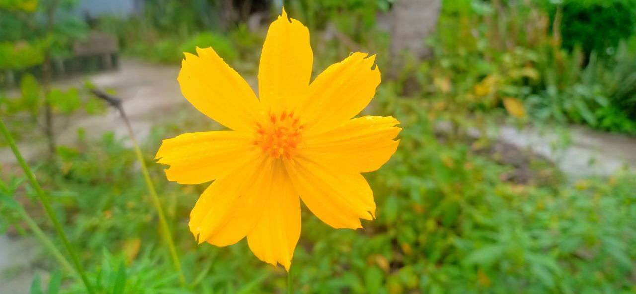 flower, flowering plant, plant, freshness, beauty in nature, yellow, flower head, growth, petal, fragility, inflorescence, close-up, nature, meadow, focus on foreground, no people, wildflower, pollen, botany, outdoors, green, day, grass, springtime, field, prairie, blossom, macro photography