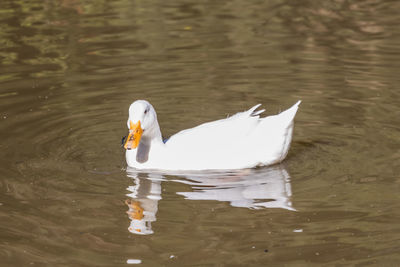 Swan swimming in lake