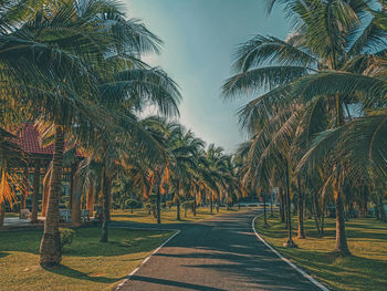 Road by palm trees against sky