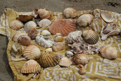 Close-up of seashells