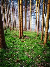 Trees in forest