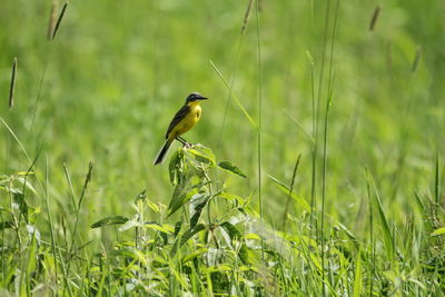 Bird perching on grass