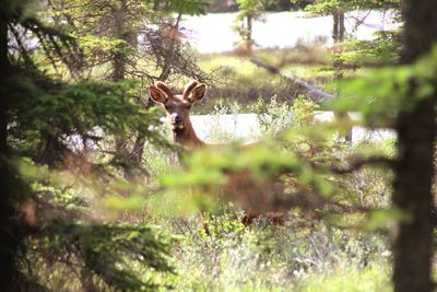 Deer in a forest