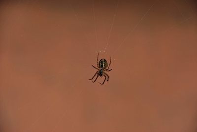 Close-up of spider on web