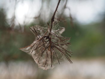 Close-up of dried plant